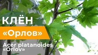 Клен орлов, acer platanoides Orlov Зеленый Сад