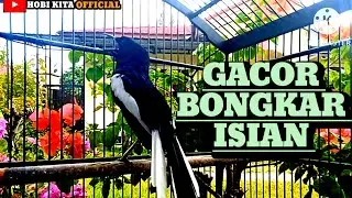 KACER GACOR BONGKAR ISIAN cocok buat pancingan KACER BAHAN KACER MALAS BUNYI LANGSUNG IKUT BONGKAR .
