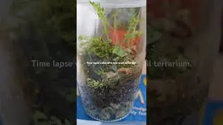 Mini Snail Terrarium #snail #terrarium #recycle #upcycling