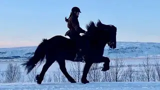Kjarni - talented Icelandic horse for sale