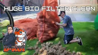 Koi Pond Maintenance – Bio Filter Deep Clean