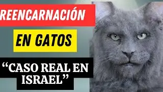 🔥 La gente que reencarna en gatos y otros animales según la Kabbalah | Caso real en Israel