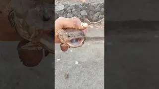 🐟 मछुआरे ने पकड़ी बड़ी मछली लेकिन हाथ से भाग गई! The Fisherman Caught  Big The! #viralvideo​ #viral​