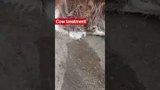 cow treatment car treatment baccha  nabhi mein Pani utar ke