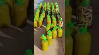 الله الله على الزيت الزيتون الحوزية قلعة السراغنة 25/12/2025