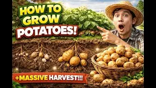 Potatoes Grow Faster Than You Think !!!