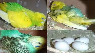 আমার রঙ্গিন কলোনির হাঁড়িগুলো চেক করলাম 2'নম্বর সেটআপ 🥚🥚 budgerigar birds bugirs to new baby 🐥