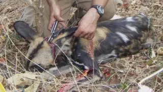 Working Dogs for Conservation
