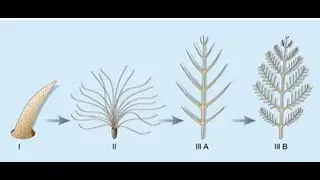 Formed to Fly - Feathers From Scales Impossibility. Dr. David Menton. Origins. Creation Evidence.