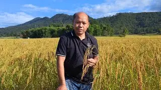 nplej siav zoo nkauj tiag22 li os
