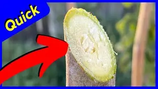 Moringa Oleifera Tree Pruning Tip (EASY)