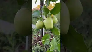 My apples | backyard apples | #youtubeshorts #ytshorts #youtube #apples