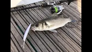 Montenegro Spinning - Small Seabass C&R