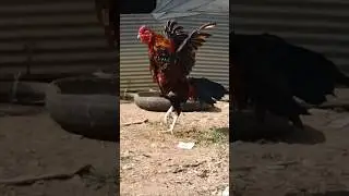 Golden Hour Rooster#rooster#chicken#aseel#shortvideo