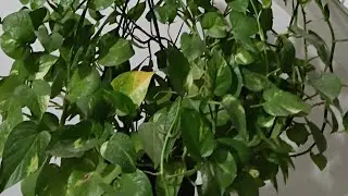 🌱 Live: Money Plant, Snake Plant, Aloe Care #shorts#plants #moneyplant #livevideo #plantcare#garden 