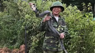 Ouchy! Catching Big Cobra In The Hole - One type of Snake Bites is dead - Snake 68