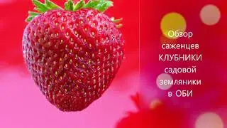 ОБИ Садовый центр /Обзор саженцев Клубники - Земляники садовой