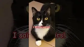 У Мо есть шутка #gorrilatag #funny #cat #relatable #fypシ