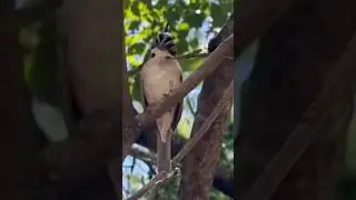 O Coanto mais lindo do tico-tico mineiro