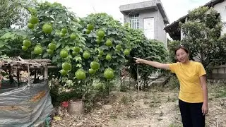 拖亲戚在山东买的蔬菜苗，如今长到300多米，发现越长越不对劲
