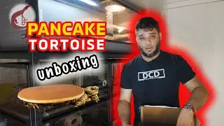 Pancake Tortoise Unboxing
