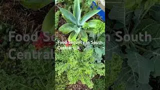 Urban Soul Farmer Food Security Garden at Mercado la Paloma.