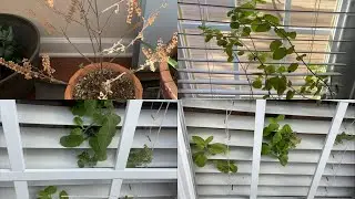 Saving Tulasi Plant in Winter