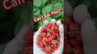 Can I eat weeds from my yard?