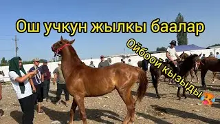 📍 Ош – Учкун жылкы базары🐎 Жылкыга кызыгуу күчөдү! Баалар – ойбоой кызыды! 29 июнь 2025 ж
