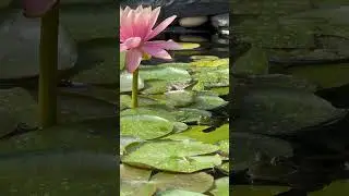 2 Northern Green Frogs and A Water Lily