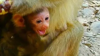 Congrats👏👏  Brianna Welcome new born baby Monkey Baron