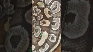 Did You Know? #snake #reptiles #ballpython #morphs #Igbo #culture #beliefs #meismorphs #shorts
