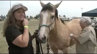 Colorado Equine Microchipping Program Reunites Horses With Owners