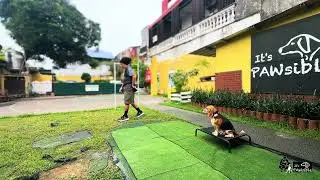 Niles the beagle on a stay *disclaimer - no copyright infringement intended