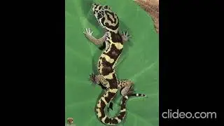 (FREE) Nicki Minaj Dance Rap Pop Type Beat - &ldquo;Gecko&rdquo;