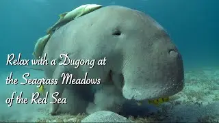 Relaxing with a Dugong at the Seagrass Meadows of the Red Sea • The Dugong Eating!
