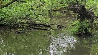 Lymm dam baby ducks