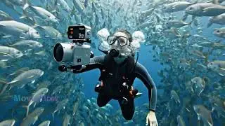 Epic Jewel-Toned Fish School &ndash; Mesmerizing Underwater Documentary in 8K