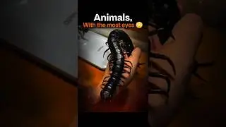 Animals with the most eyes...! 💀🤯 #Shorts #Animals #Biology #Nature #Science #Venom