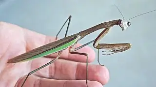 Chinese Mantis Is The Best Insect Pet