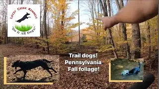 Trail Dogs! #traildogs #fallfoliage
