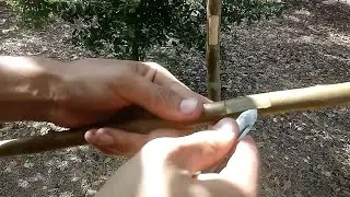 Como fazer enxertia de Goiaba, simples e fàcil.