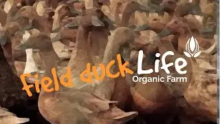 Duck chasing a field #duckdonutsparamus #ฟัวกรา #foiegrascrudeveine #foiegras