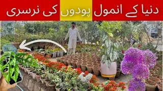 Karachi plants new shipment wholesale cheapest price nursery in 2026 best wholesale price nursery 