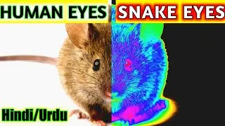 World Through Animal Eyes! (Must Watch)