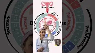 There are NOT 4 Phases to Menstrual Cycles