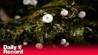 Scottish company harnesses fungi &lsquo;superpowers&rsquo; to restore forests around world