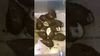 African Giant Snail Care | Estivation Unleashed!