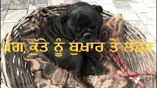 Pug dog Normal temperature