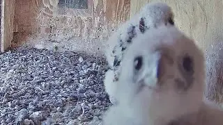 FalconCam Project~Close ups Rubus and Indigo😊~3:26 p.m. 2022/10/29
